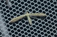Adaina microdactyla