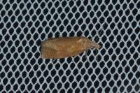 Phtheochroa inopiana