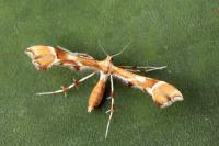 Cnaemidophorus rhododactylus