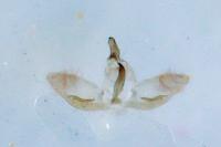 Cnaemidophorus rhododactylus