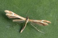 Marasmarcha oxydactyla
