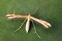 Marasmarcha oxydactyla