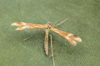 Marasmarcha oxydactyla