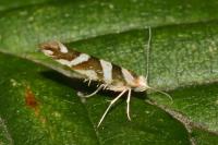 Argyresthia goedartella