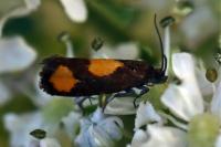 Pammene aurana