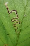 Stigmella tityrella