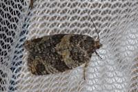 Ptycholomoides aeriferanus