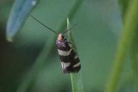 Lampronia rupella