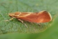 Metalampra italica