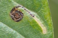 Bucculatrix frangutella