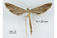Agdistis bennetii
