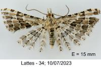 Alucita palodactyla