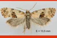 Neocochylis molliculana