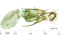 Neocochylis molliculana