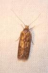 Hofmannophila pseudospretella