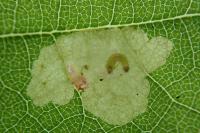 Tischeria ekebladella