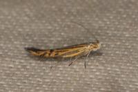 Coleophora limoniella