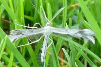 Calyciphora nephelodactyla