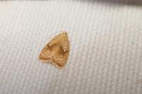 Acleris forsskaleana