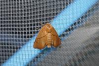 Apoda limacodes