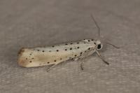 Yponomeuta rorrella