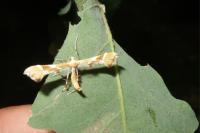 Cnaemidophorus rhododactylus