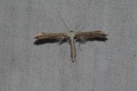 Emmelina monodactyla