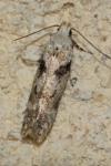 Caryocolum blandellum