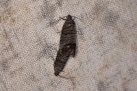 Cydia pomonella