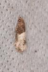 Notocelia roborana