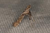 Caloptilia cuculipennella