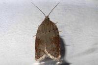 Acleris sparsana