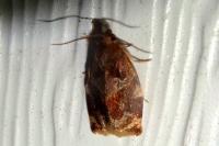 Archips xylosteana