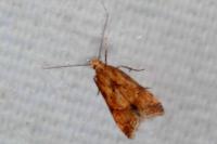 Brachmia blandella