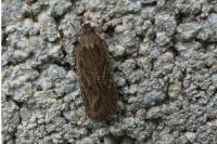 Depressaria