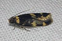 Oegoconia