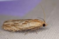 Eucosma gr. cana