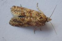 Aethes margarotana