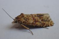 Aethes margarotana