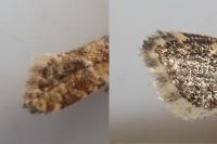 Aethes margarotana