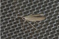 Coleophora texanella