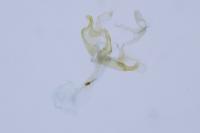 Coleophora texanella
