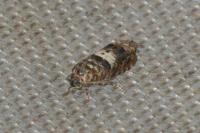Epiblema cirsiana