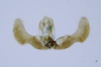 Epiblema cirsiana