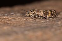 Olethreutes scoriana