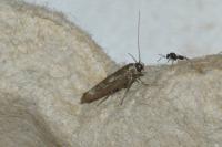 Scythris limbella