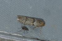 Blastobasis phycidella