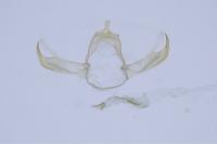 Blastobasis phycidella