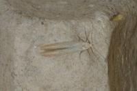 Coleophora versurella