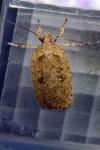 Agonopterix